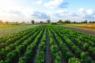 Vláda chce měnit trh s půdou. Kritici varují před agroholdingy - Seznam Zprávy